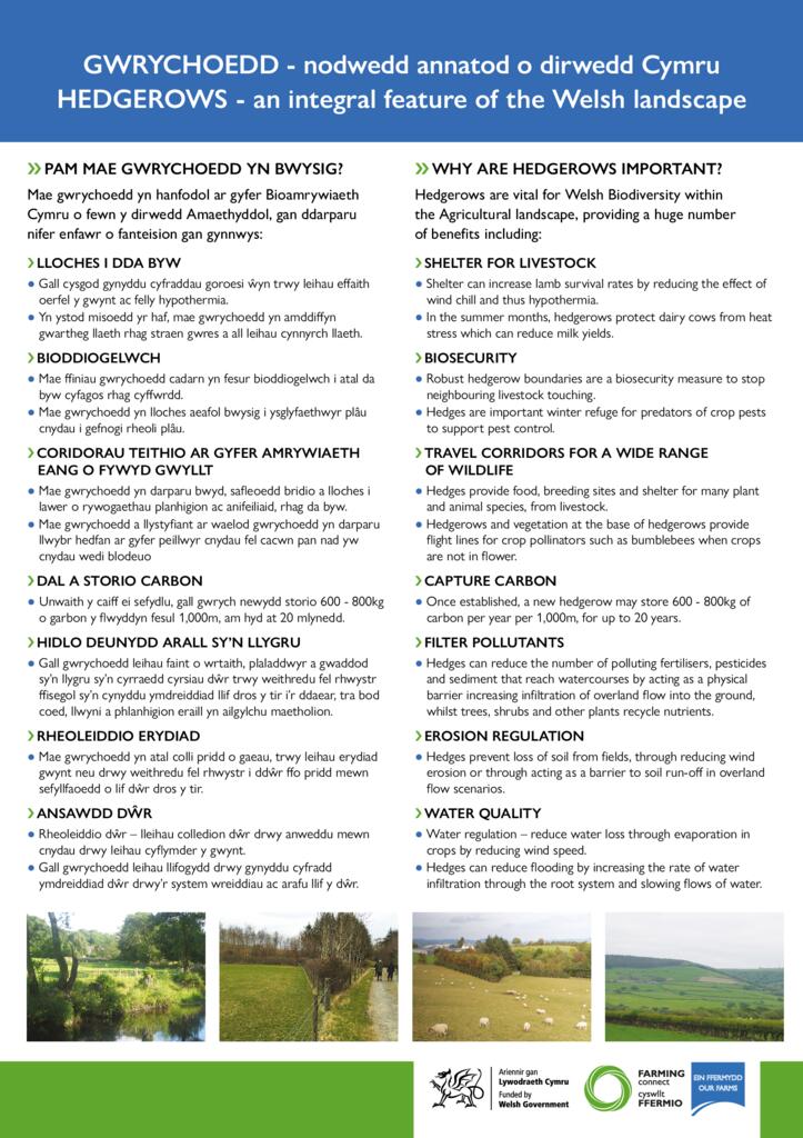 GWRYCHOEDD - nodwedd annatod o dirwedd Cymru - HEDGEROWS - an integral feature of the Welsh landscape