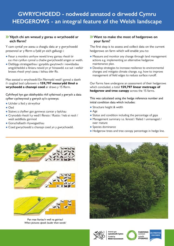GWRYCHOEDD - nodwedd annatod o dirwedd Cymru - HEDGEROWS - an integral feature of the Welsh landscape