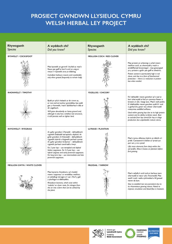  Prosiect Gwndwn Llysieuol Cymru - Welsh Herbal Ley Project