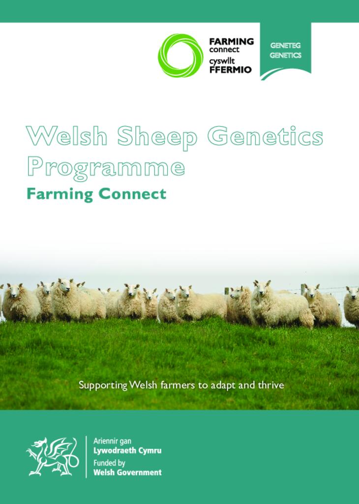  Welsh Sheep Genetics Programme - Farming Connect