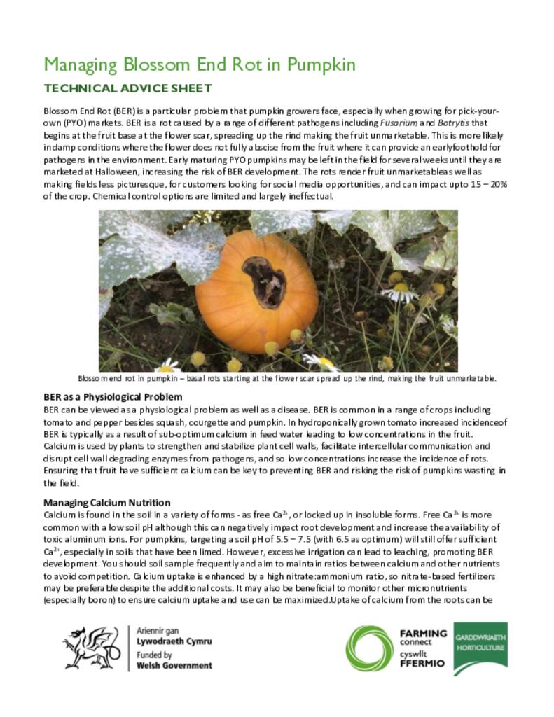 Managing Blossom end rot pumpkin