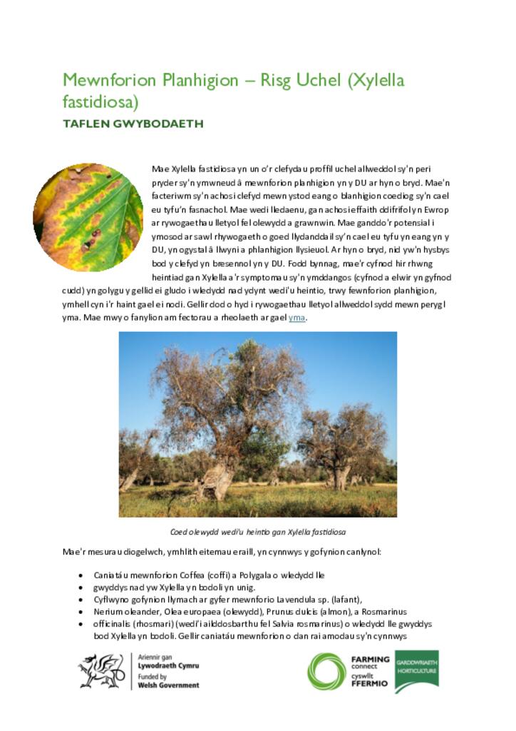 Mewnforion Planhigion – Risg Uchel (Xylella fastidiosa)