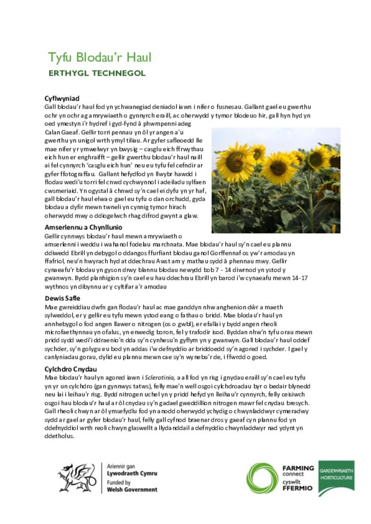Tyfu Blodau’r Haul