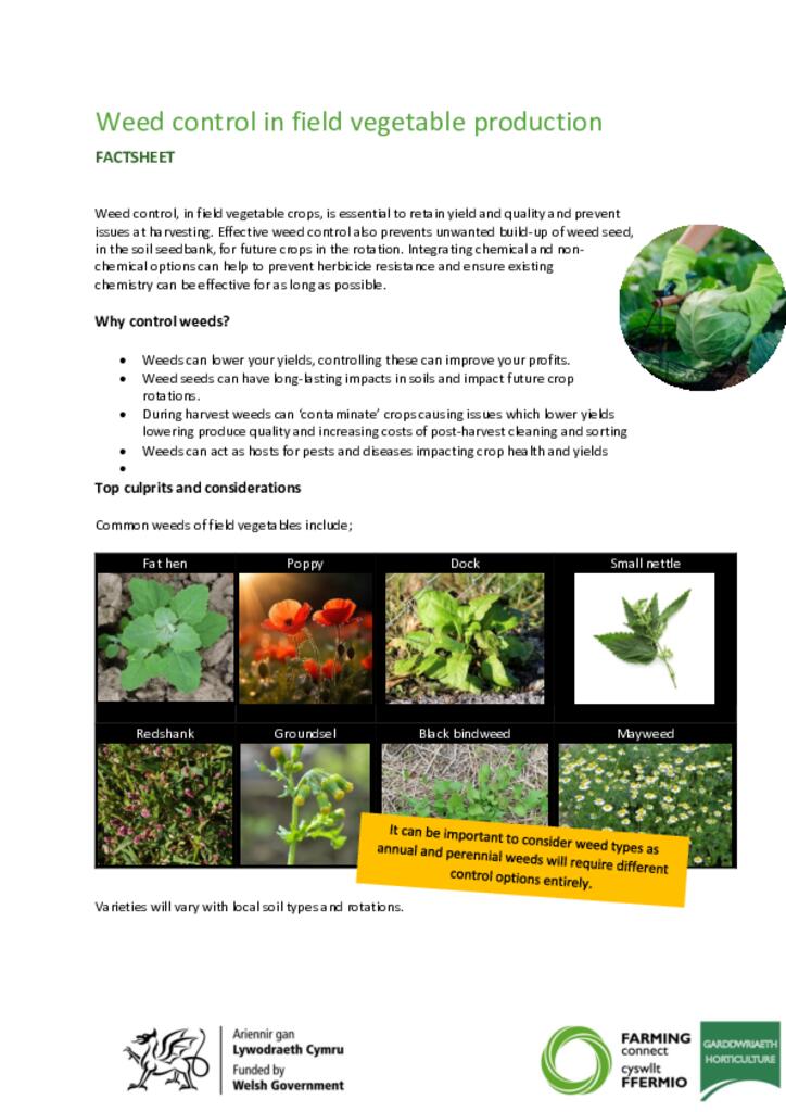 Weed control in field vegetable production