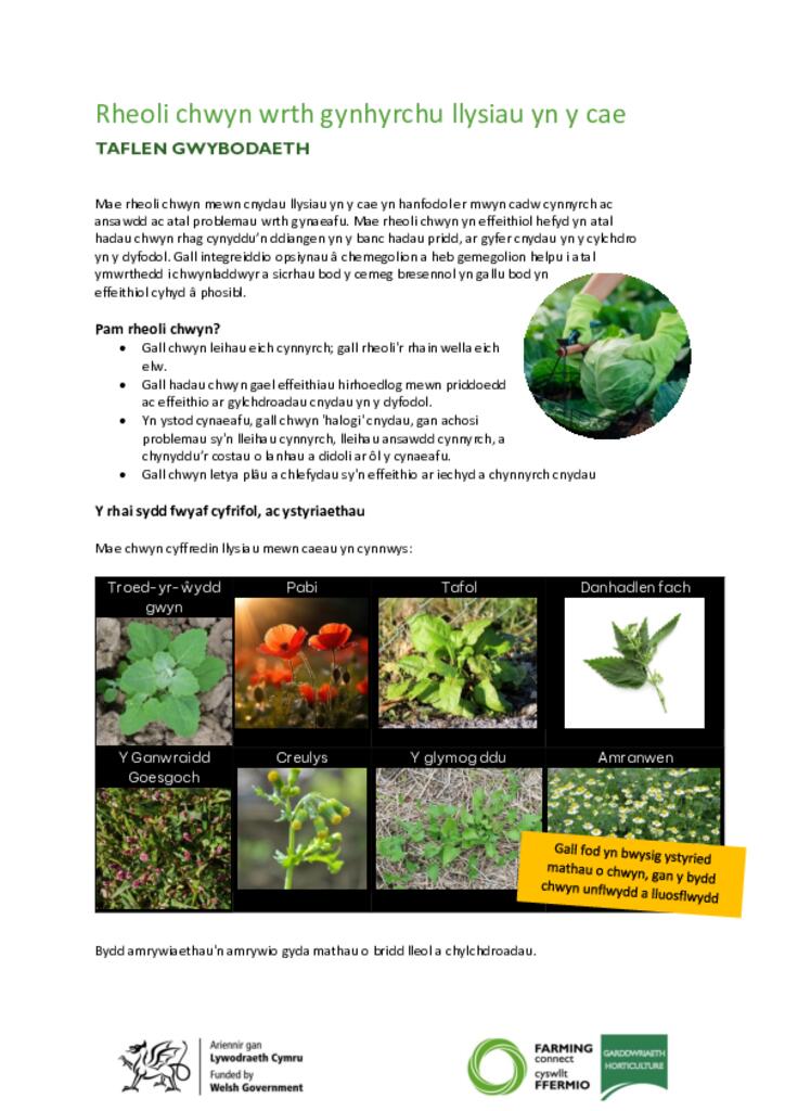 Rheoli chwyn wrth gynhyrchu llysiau yn y cae