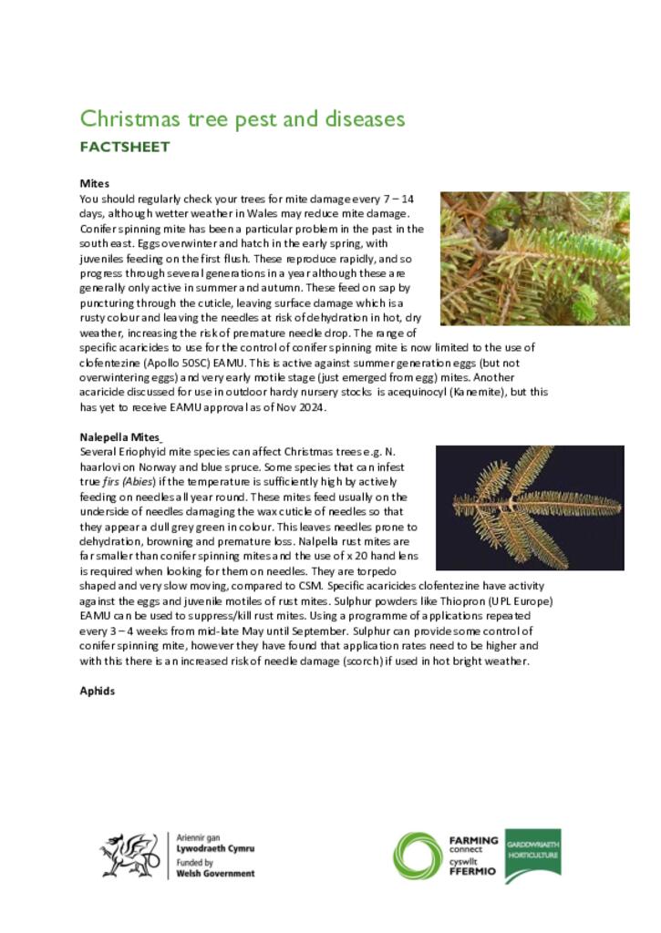 Christmas Tree Pest and Diseases