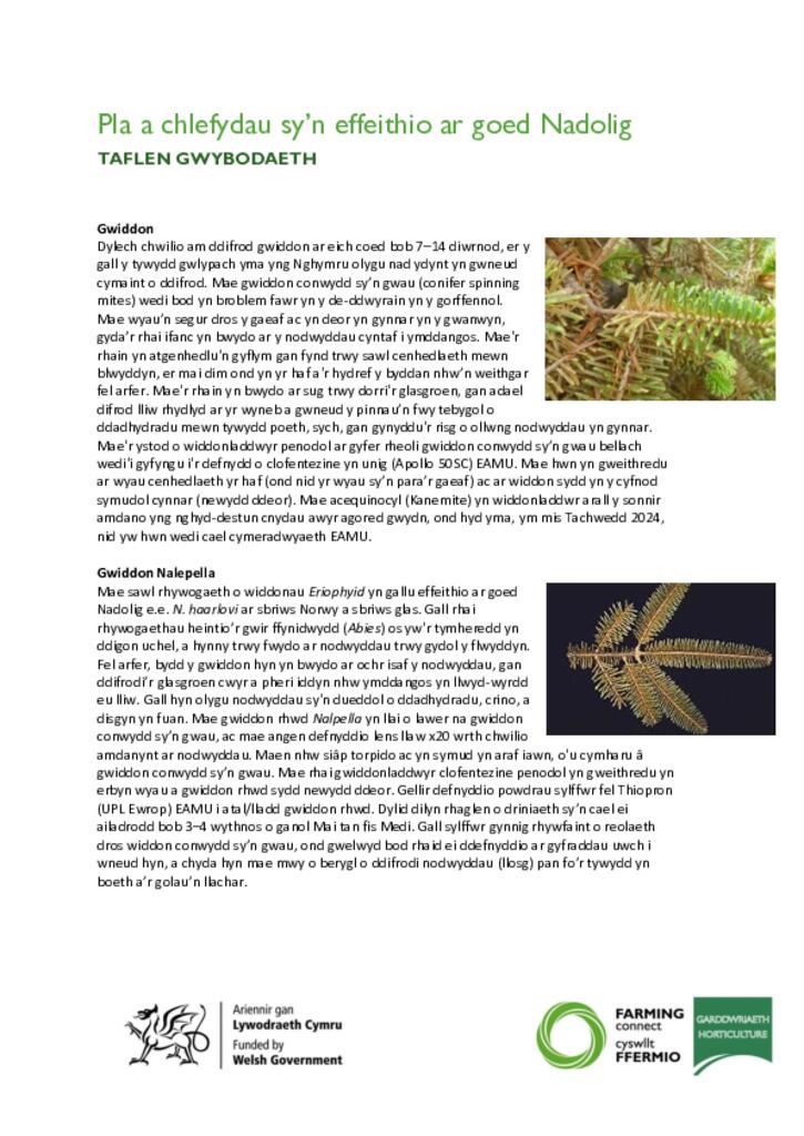 Pla a Chlefydau Sy’n Effeithio ar Goed Nadolig