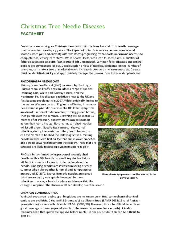 Christmas Trees Needle Disease