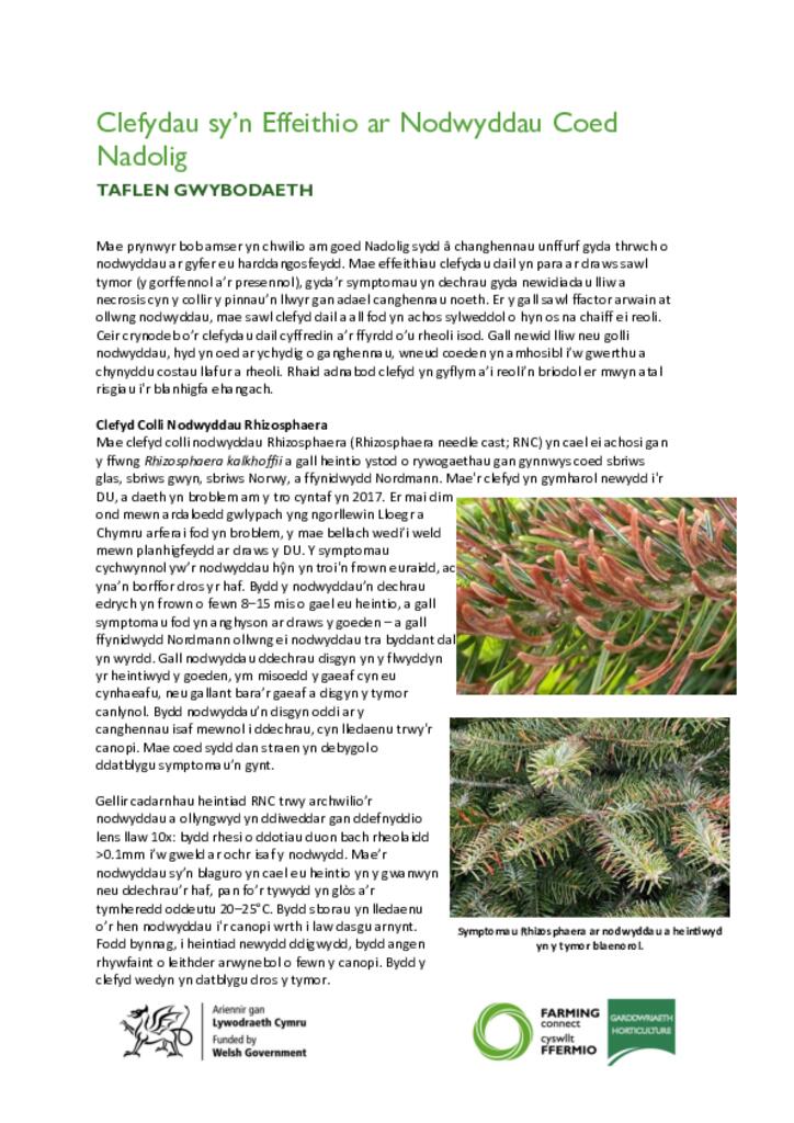 Clefydau sy’n Effeithio ar Nodwyddau Coed Nadolig