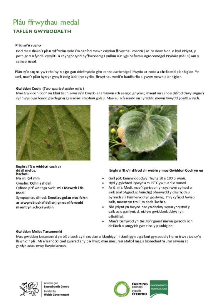 Plâu ffrwythau medal