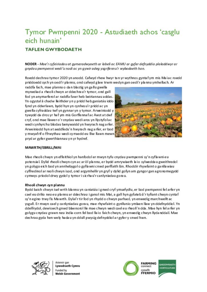 Tymor Pwmpenni 2020 - Astudiaeth achos ‘casglu eich hunain’