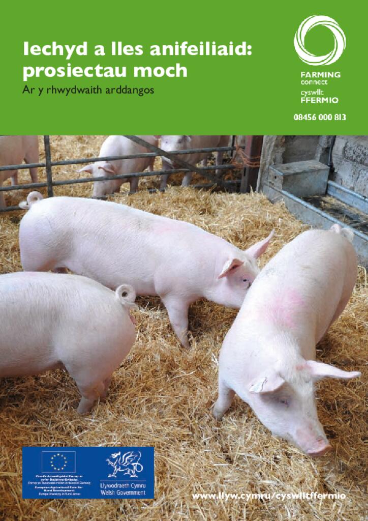 Iechyd a lles anifeiliaid: prosiectau moch Ar y rhwydwaith arddangos