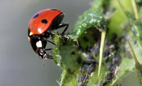 ladybug