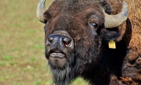 bison
