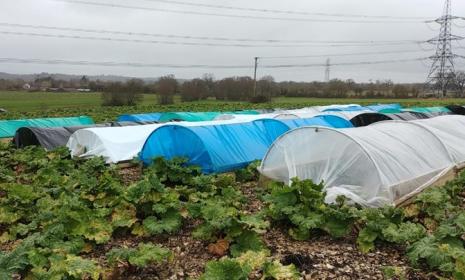 polytunnel