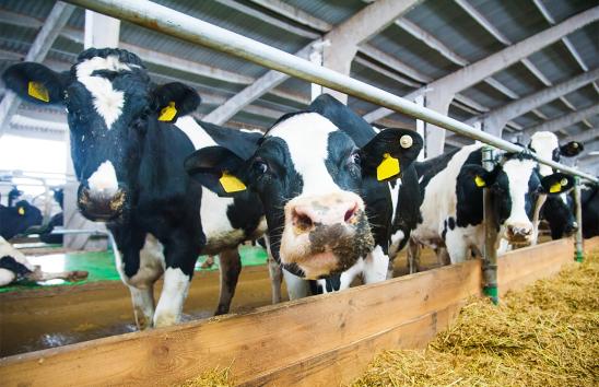 Bŵtcamp llaeth_Dairying bootcamp