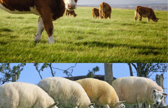 Anifeiliaid iach a chynhyrchiol gydag ansawdd bywyd da: Beth am roi hwb i'ch gwybodaeth gyda modiwlau e-ddysgu newydd ar les anifeiliaid