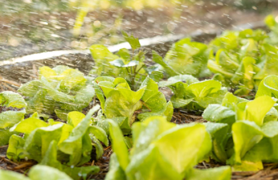 Water use in Horticulture