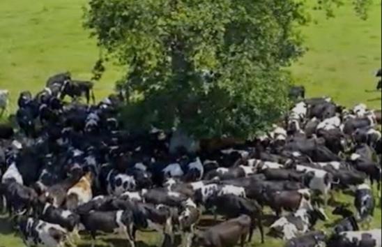 Why planting more trees could protect milk yields