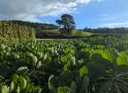 Explore the growth of Welsh-grown vegetables with Bwyd o’r Tir- Growing for the Future programme