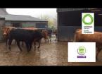 Gwaredu BVD Ystwyth Vets