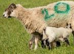 Abortion in Ewes