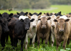 Cattle Body Condition Scoring for the Sustainable Farming Scheme