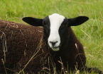 Benefits of Rare and Native Breeds