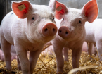 Biosecurity for Pig Smallholders