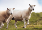 Sheep Body Condition Scoring (BCS)
