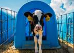 Calf Housing