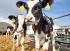Calf Weaning and Rumen Development