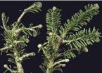 Christmas Tree Pest and Diseases