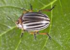 Colorado Potato Beetle