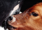 Colostrum and Calves