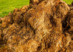 Compositing farmyard Manure