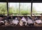 Alternative Bedding Options for Dairy Cows
