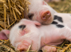 Diarrhoea in Pre-Weaned Piglets