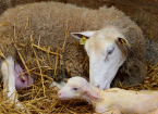 Newborn Lamb Diseases