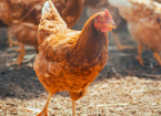 Energy Efficiency – Poultry Farms