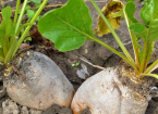 Grazing Livestock on Fodder Beet