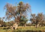 High risk plant imports Xylella fastidiosa
