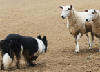 Hydatid Disease in Sheep