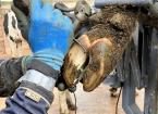 Intermediate Hoof Trimming (Cattle) – 3 day 