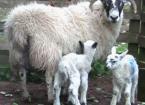 Lambing Losses 2