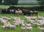 Livestock from a previous Farming Connect Demonstration Site