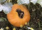Managing Blossom end rot pumpkin