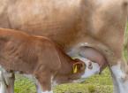 Mastitis in Cattle