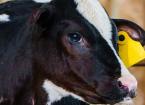 Neonatal Disease in Calves (excluding scours and pneumonia)