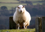 Nervous Diseases in Sheep